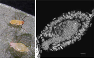 NIBB、アブラムシと細菌の共生細胞で働く遺伝子ファミリを新発見