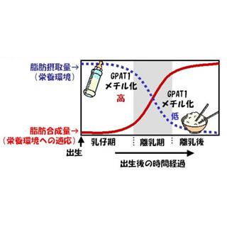 妊娠・授乳期間の母親の栄養環境と子供のメタボには関係がある!? -森永乳業