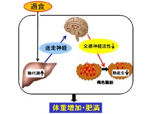 東北大、「褐色脂肪」の働きを低下させて肥満に至る仕組みを発見