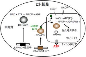 京大、不明だったヒトミトコンドリア内の「NADP」の供給源を発見