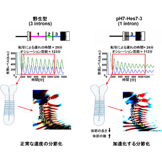 Hes7遺伝子のイントロンの数が分節時計の周期に関係している - 京大
