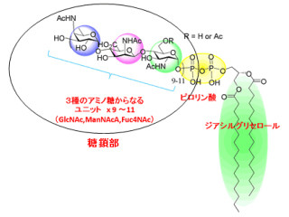 岩手大など、酵素と類似した機能を持つ糖脂質「MPIase」を発見