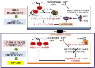 がん幹細胞はピロリ菌由来がんタンパク質「CagA」を溜め込む - 慶応大など