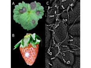 理研など、「イチゴ炭疽病菌」と「ウリ類炭疽病菌」の全ゲノムを解読