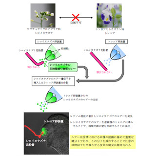 名大、自在に異種植物同士を掛け合わせることを可能にする鍵分子を発見