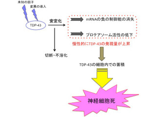 タンパク質「TDP-43」の安定化がALSの発症時期を決定する要因 - 理研が解明