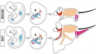 コウモリの翼の獲得は遺伝子「Fgf10」の変化が要因か? - 筑波大が発表