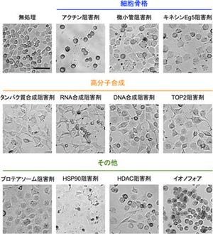 理研、がん細胞の形態変化で簡単に抗がん剤の作用を予測するシステムを開発