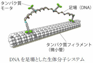 NICT、DNAの自己組織能を利用した生体分子システム構築技術を開発