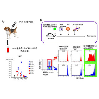 理研、自然免疫と獲得免疫の両方を活性化させるがん免疫療法を開発