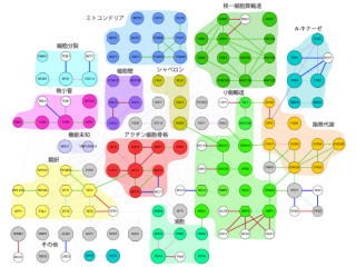 岡山大と東北大、酵母の全遺伝子の「限界コピー数」を測定することに成功