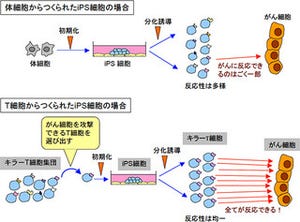 理研、iPS細胞技術で同じがん抗原のT細胞を大量に分化誘導することに成功