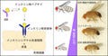 理研、体の成長を制御するホルモン機能を血中で調節する「おとり」を発見