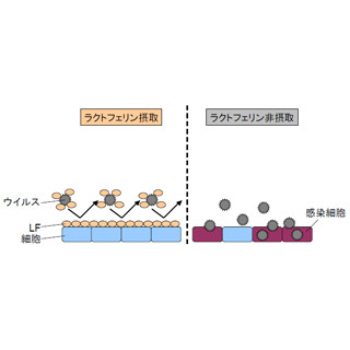 ラクトフェリンの摂取がウイルス感染性胃腸炎を抑制する!? - 森永乳業