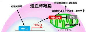 慶応大、「造血幹細胞」を体外で安全な増殖と長期間の維持が可能と報告