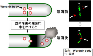 東大など、麹菌どうしが連結するための隔壁の穴を開閉する仕組みを解明