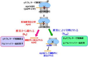 阪大など、従来のアルツハイマー病の治療戦略を逆転させる新たな事実を発見