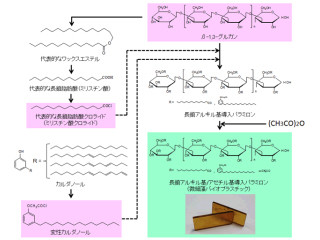 産総研など、植物成分率約70%の「微細藻バイオプラスチック」を開発