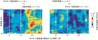 JSTと東大、記憶を思い出す時の信号の生成と伝播を担う神経回路を発見