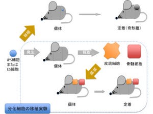 放医研など、iPS細胞もES細胞同様に自家移植で拒絶反応がないことを証明