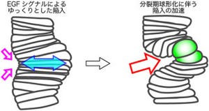 理研、上皮細胞シート「気管原基」細胞が細胞分裂時に球状になることを確認