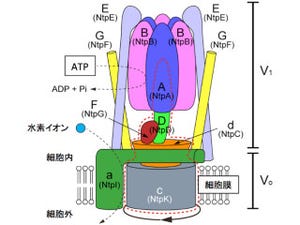 千葉大など、分子モーター「V型ATPase」の回転機構を詳細に解明