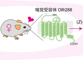 東大、雄マウスの尿から雌を惹きつける新規物質を発見