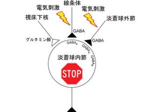 NIPS、パーキンソン病などに効果のあるDBS療法の作用メカニズムを解明