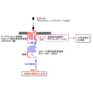 東大、心不全の新たな治療戦略の基盤となる技術を開発