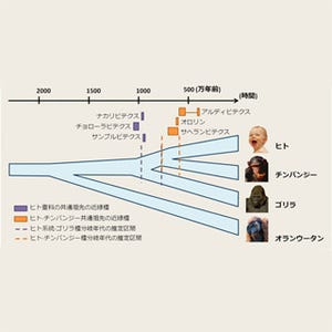 ヒトとチンパンジーの異種間交雑は過去に起こらなかった - 産総研が解明