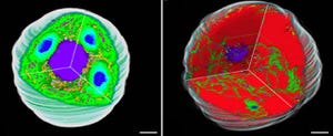 東大、超薄連続切片技術と3D画像再構築技術で藻類の細胞内の変化を明らかに