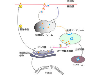 ハエの気管の長さと太さは異なるタンパク質輸送システムが制御 - 理研