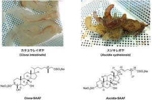 東大、脊索動物の「スジキレボヤ」の精子誘引物質の構造解析に成功