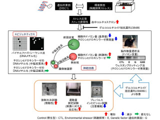 遺伝要因と思春期のストレスの相互作用が精神疾患の原因となる -名城大など