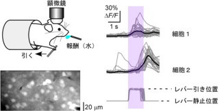 随意運動の際に活動する微小な神経ネットワークを発見 - NIBBなど