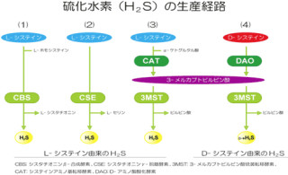 NCNP、脳と腎臓内で硫化水素を効率よく生成する第4の経路を発見