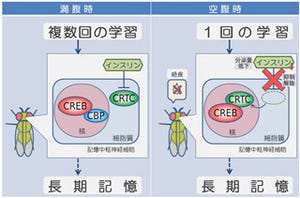 空腹状態が記憶力を向上させる - 東京都医学総合研究所などが仕組みを解明