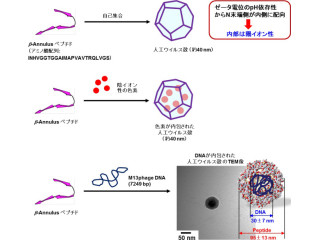 鳥取大など、人工ウイルス殻の内部電荷を解明してDNAなどの内包に成功