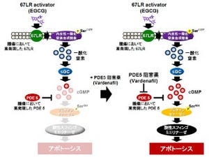 カテキンの1種と男性性機能障害治療薬でがん細胞のみを強力に殺傷 - 九大