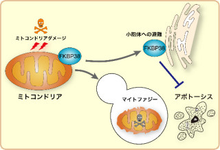 損傷ミトコンドリアを除去するメカニズムの一端を解明 - 九大など