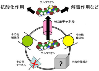 NIPSなど、抗酸化物質「グルタチオン」の通り道が「VSORチャネル」と解明