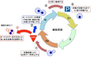 千葉大など、「オートファジー」が栄養欠乏環境下での細胞分裂に重要と発見