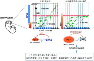 東京都医学研、脳の層構造の形成には転写因子「RP58」が重要と発見