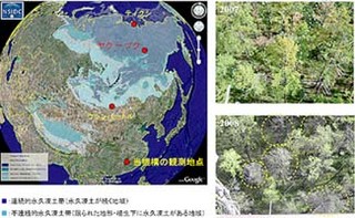 凍土融解で森林が枯死