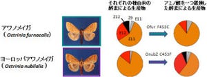 蛾類の種ごとの性フェロモンの違いはほんのわずかな差で決まる - 東大など