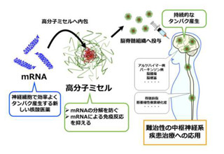 東大、新型の高分子ミセル型DDSでmRNAの中枢神経系への送達に成功