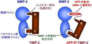 副作用のないがん転移阻害剤に期待 -横浜市大が新たな融合タンパク質を開発