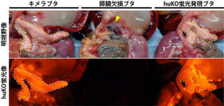 JSTなど、ブタの体内でヒトの臓器を産生する技術の開発に一歩前進