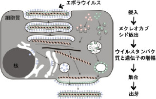 北大、エボラウイルス粒子が形成されるメカニズムの一端を解明