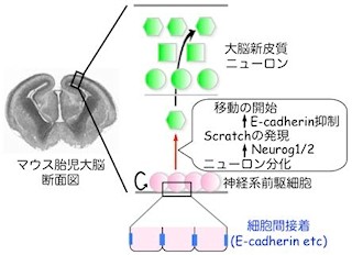 神経幹細胞から産まれたニューロンの移動開始の合図は転写因子 - 東大
